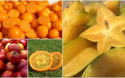 Les fruits exotiques colombiens