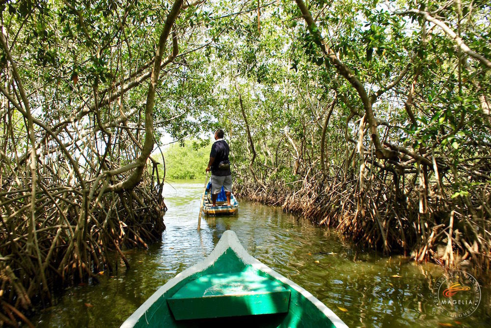 paysage de la colombie, mangrove