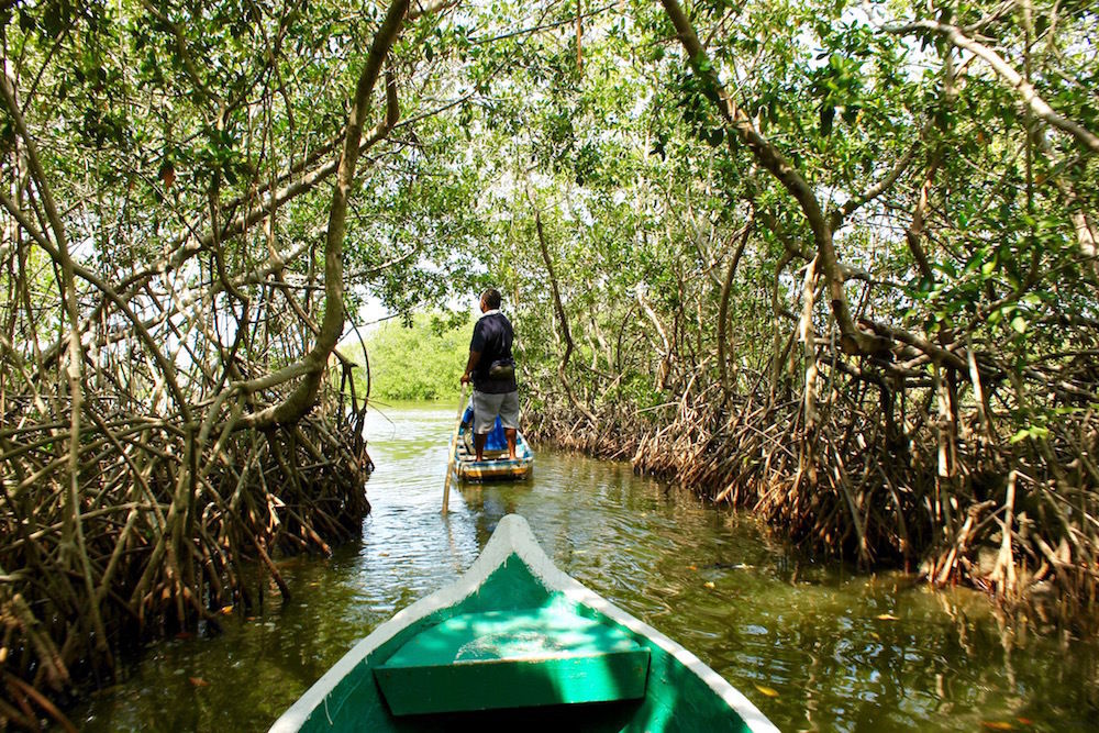 voyage a cartagena, mangrove, boquilla