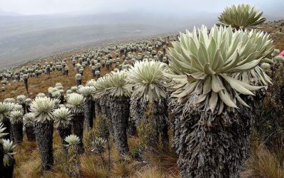 paramo oceta, haut plateau