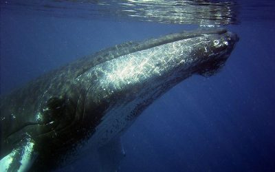 sejour baleines à bosse