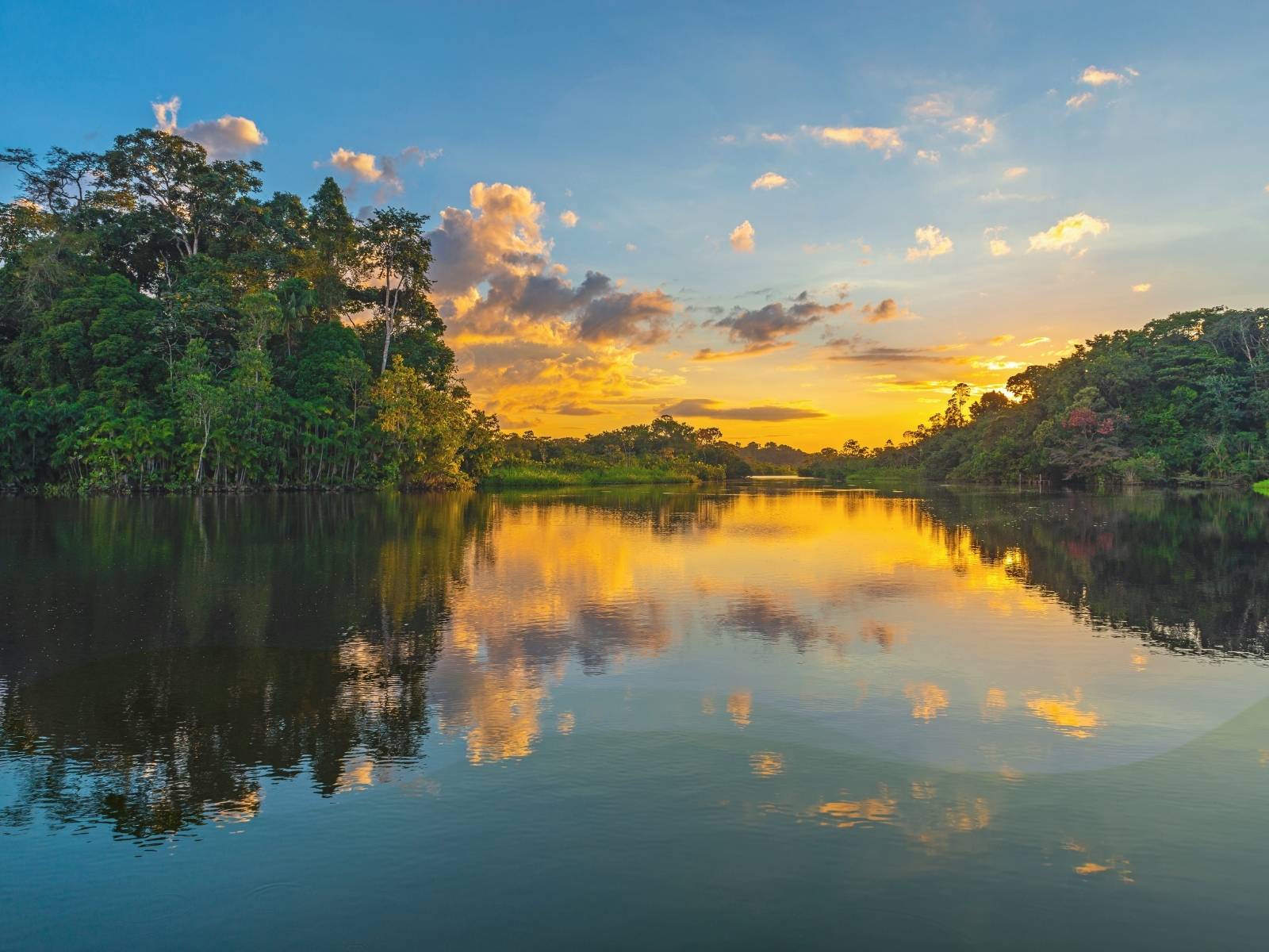 the amazon