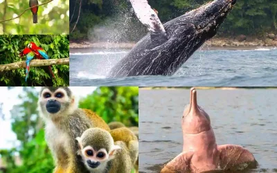 Animaux Exotiques
