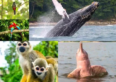 Animaux Exotiques