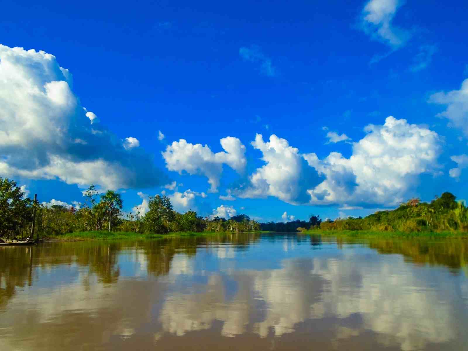 the amazon