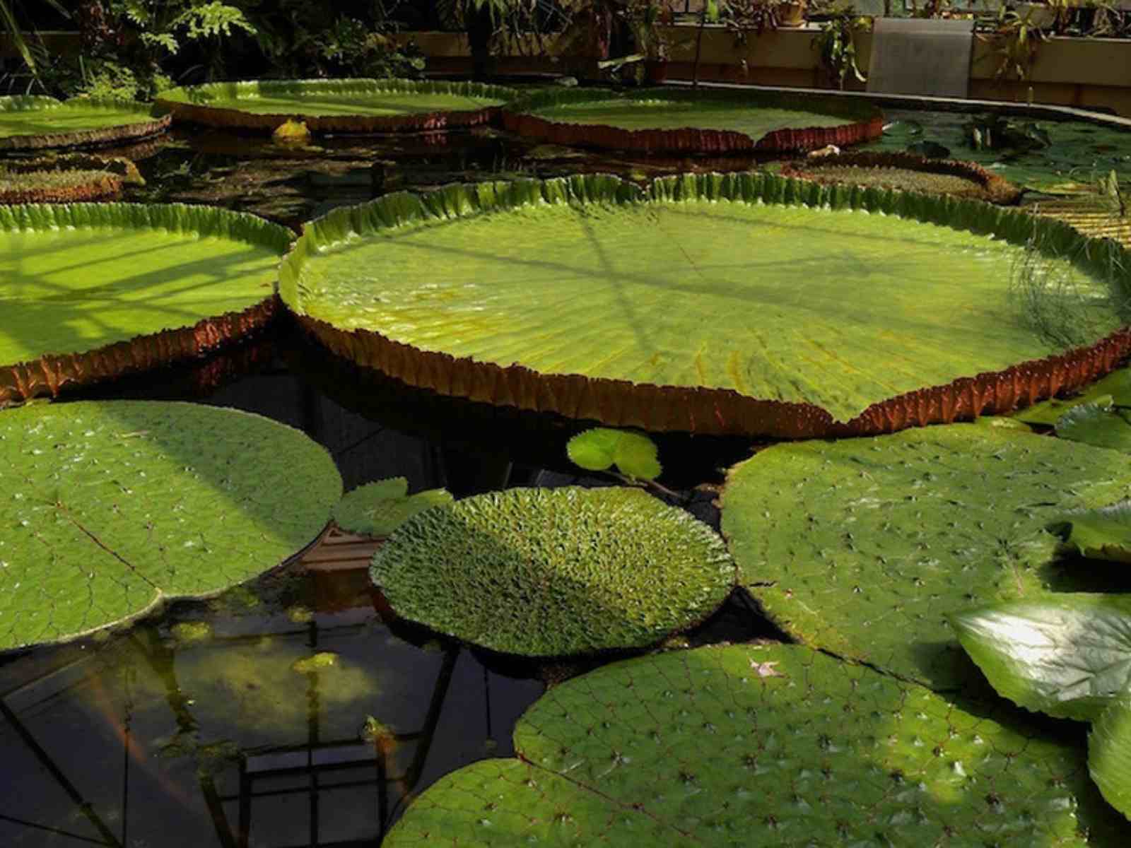 Victoria Regia, le lotus le plus grand au monde