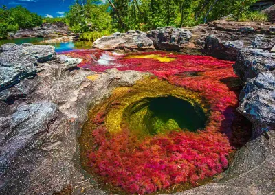 Circuit organisé Caño Cristales la rivière aux 5 couleurs
