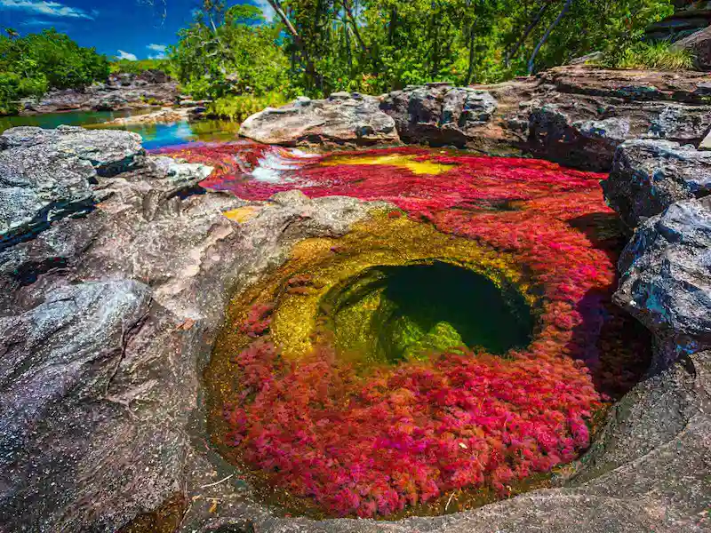 Circuit organisé Cano Cristales la rivière aux 5 couleurs