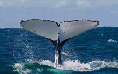 Observation des baleines à bosse