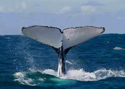 Observation des baleines à bosse