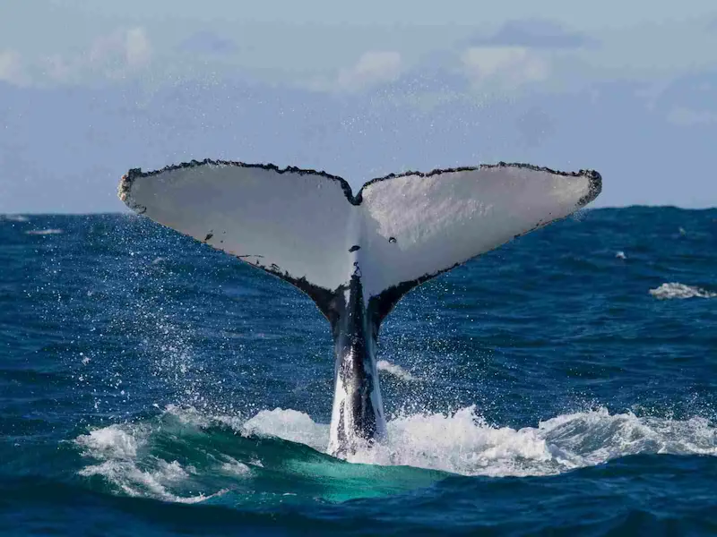 circuit organisé d’observation des baleines à bosse en Colombie