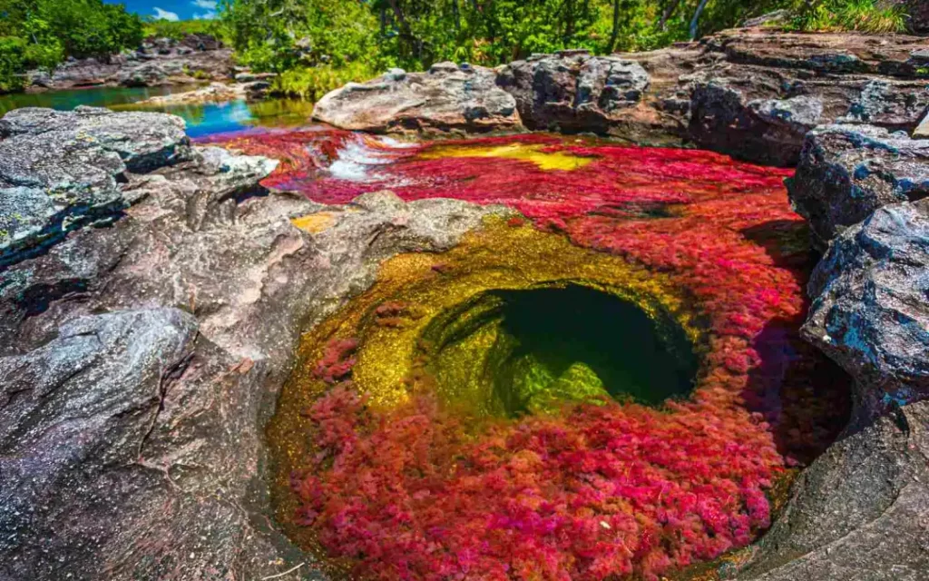 Destination lune de miel Colombie - Cano Cristales