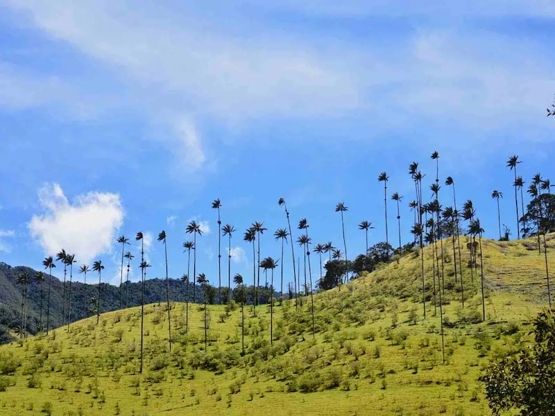 Colombie incontournables Cocora