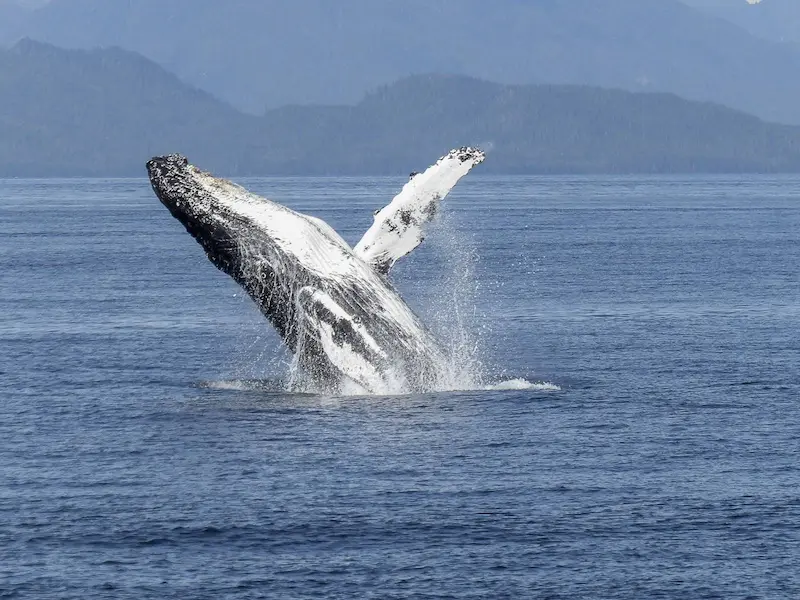 Circuit animaux exotiques en Colombie - Baleine à bosse