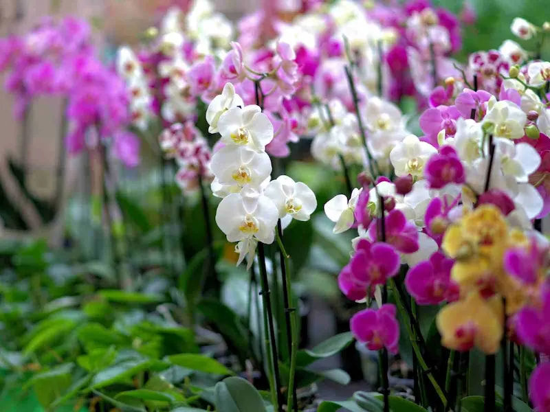 Voyage insolite en Colombie sur mesure - orchidées