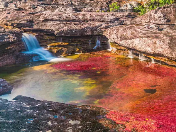Circuit organisé Cano Cristales la rivière aux 5 couleurs