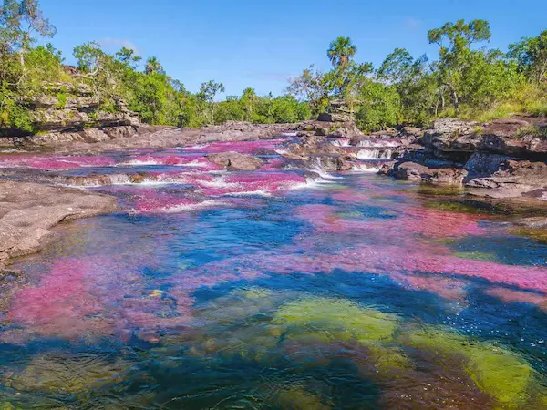 Circuit organisé Cano Cristales la rivière aux 5 couleurs