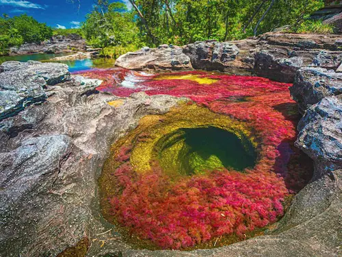 Circuit organisé Cano Cristales la rivière aux 5 couleurs