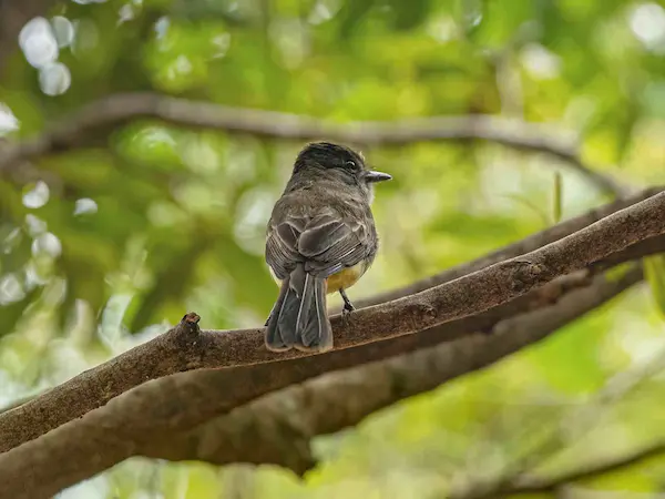 Circuit organisé Cano Cristales la rivière aux 5 couleurs - oiseaux