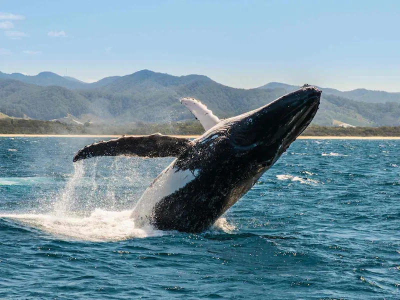 circuit organisé d’observation des baleines à bosse en Colombie