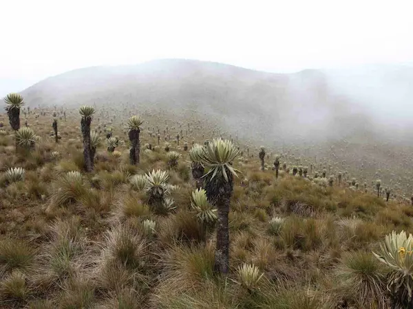 Circuit trek Los Nevados Colombie