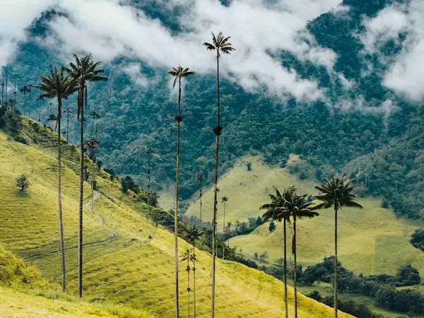 Circuit trek Los Nevados Colombie - vallee cocora