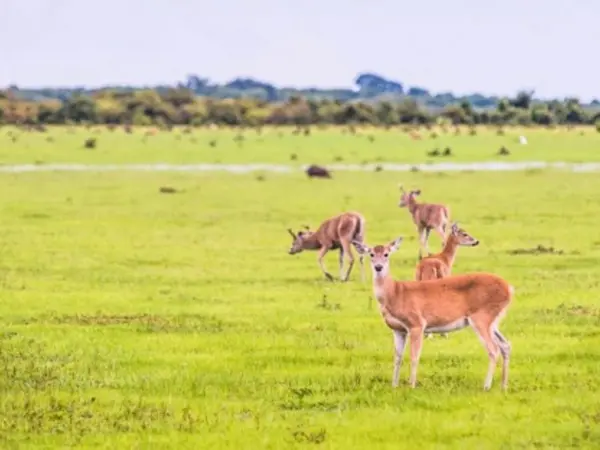 Réserver Safari Guanapalo Colombie - llanera