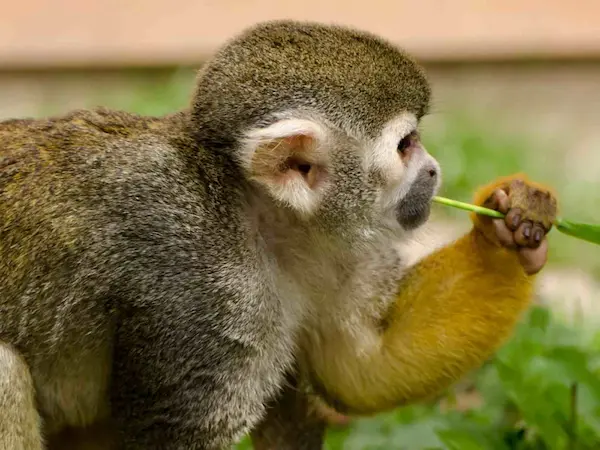 Sejour organise en Amazonie colombienne - singe
