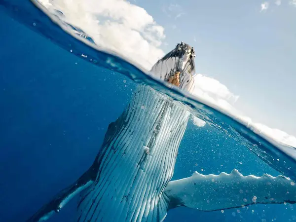Voyage hors des sentiers battus en Colombie - baleines à bosse
