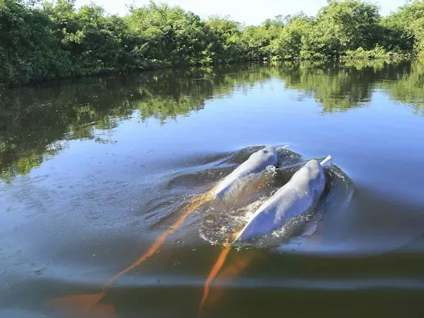 Voyage hors des sentiers battus en Colombie - dauphins roses