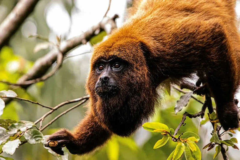 Tayrona National Park: flora and fauna