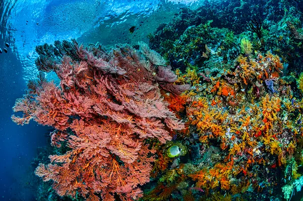 Tayrona National Park seabed