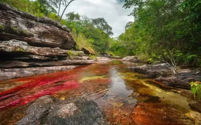 Caño Cristales : tout savoir avant de visiter la rivière aux cinq couleurs