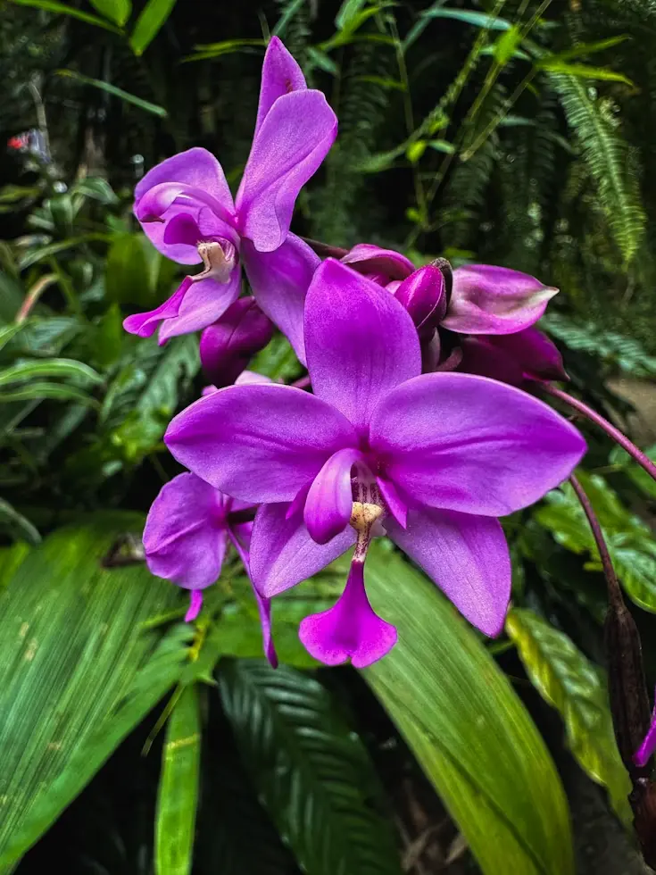 Orchidées sauvages Cano Cristales Orchidées sauvages Cano Cristales