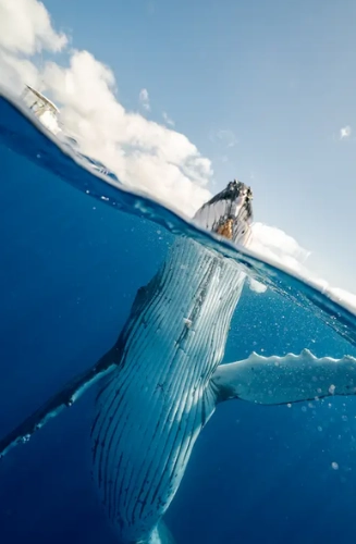 Organized humpback whale-watching tour in Colombia