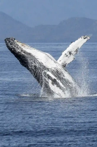 Organized humpback whale-watching tour in Colombia