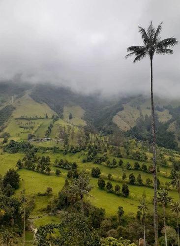 Colombia's Pacific Coast - Tropical Rainforest