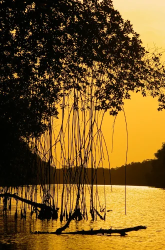 Colombia's Pacific Coast - Mangroves